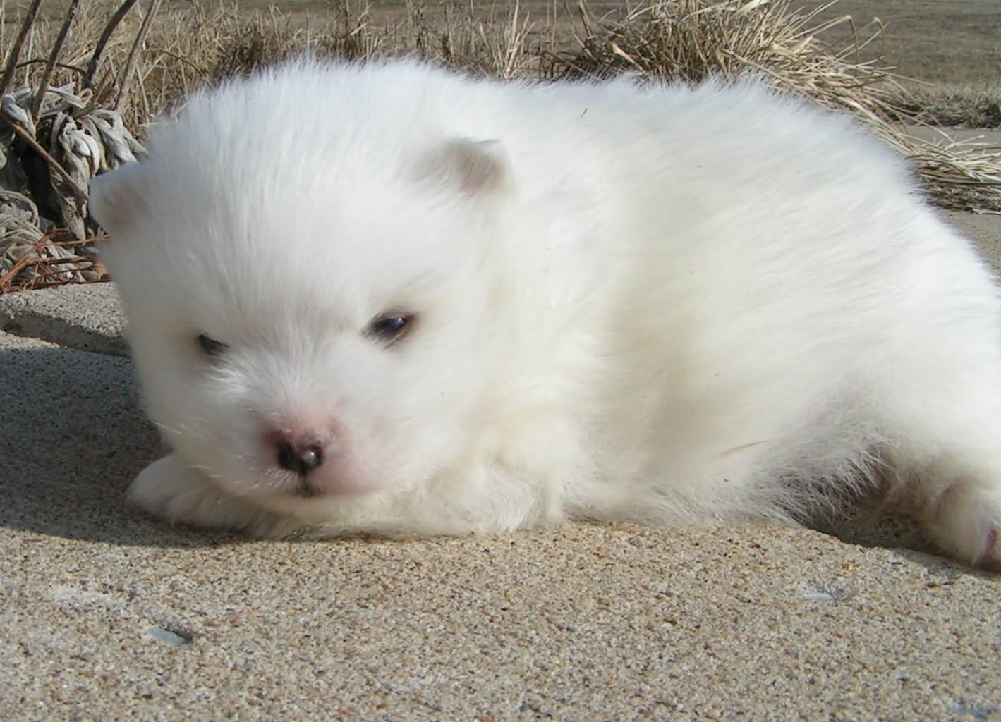 New Born American Eskimo Puppy