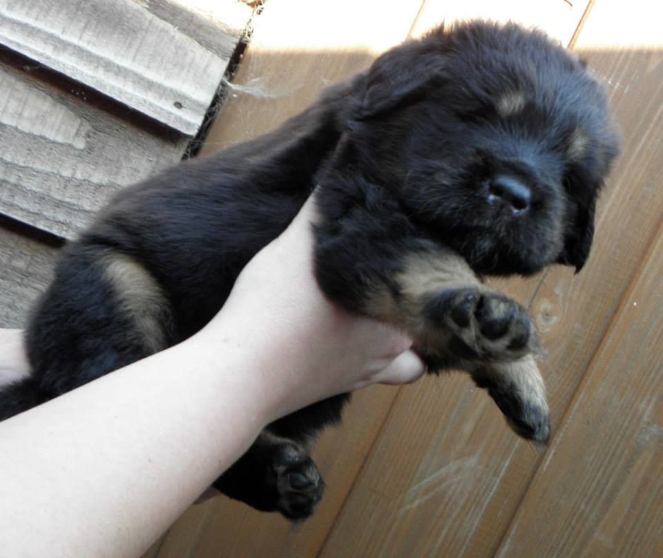 New Born Little Tibetan Mastiff Puppy