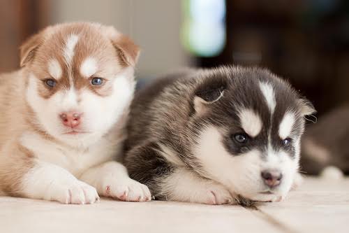 New Born Siberian Husky Puppies Picture