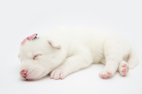 New Born Siberian Husky Puppy Sleeping