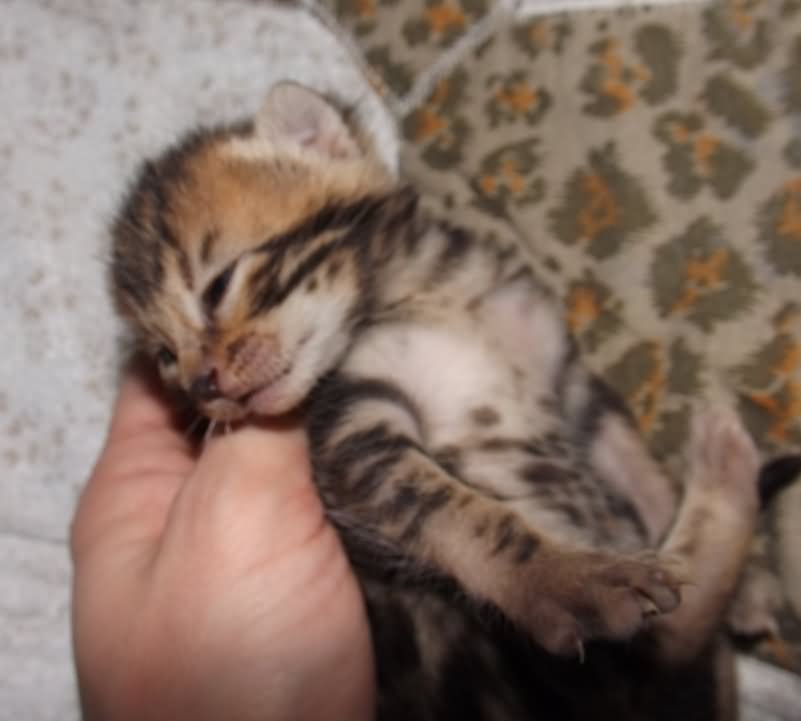 New Born Tabby Manx Kitten