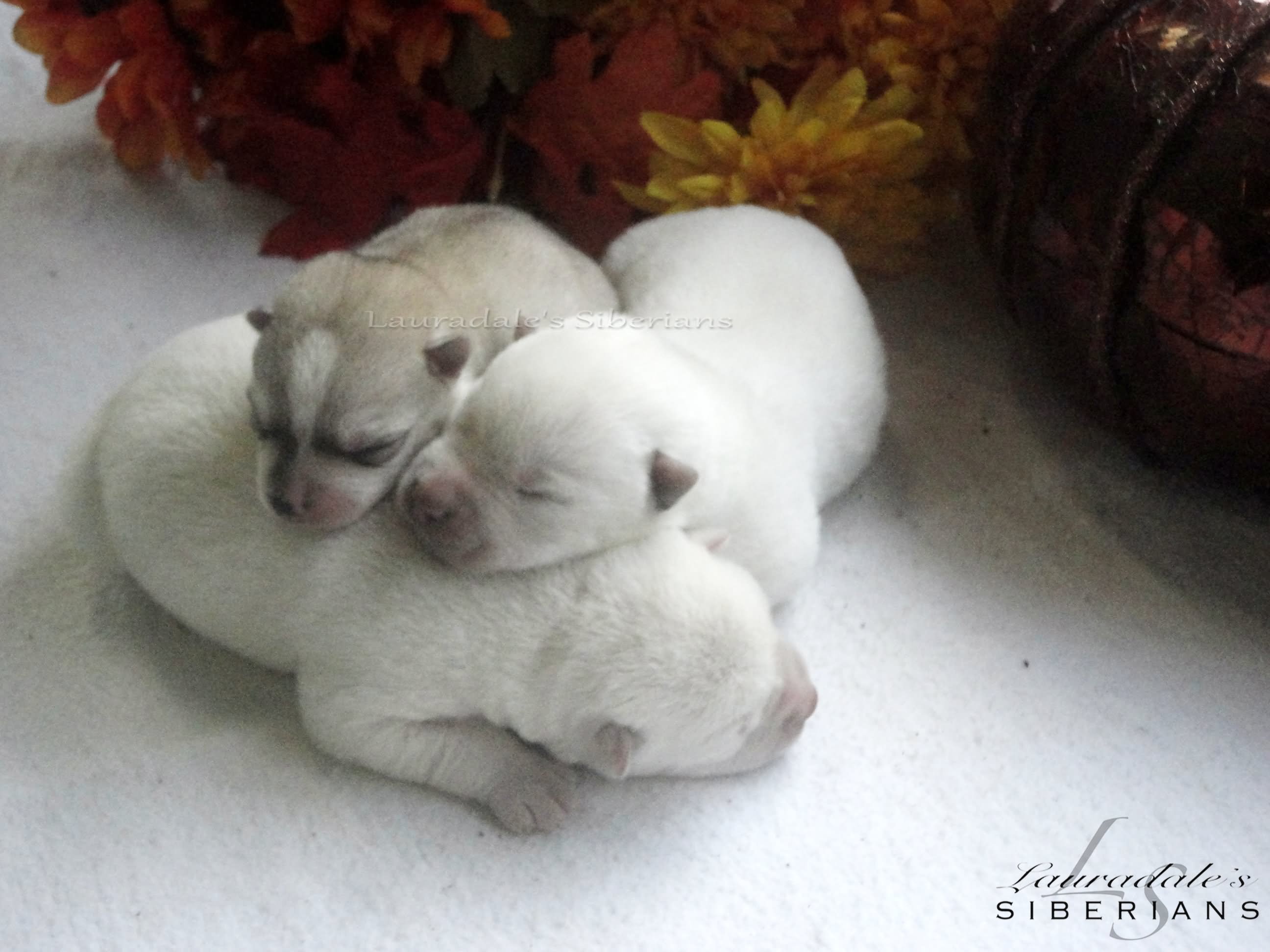 New Born White Sleeping Siberian Husky Puppies
