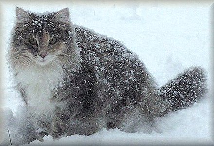 Norwegian Forest Cat Covered In Snow