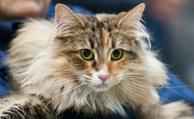 Norwegian Forest Cat Face Picture