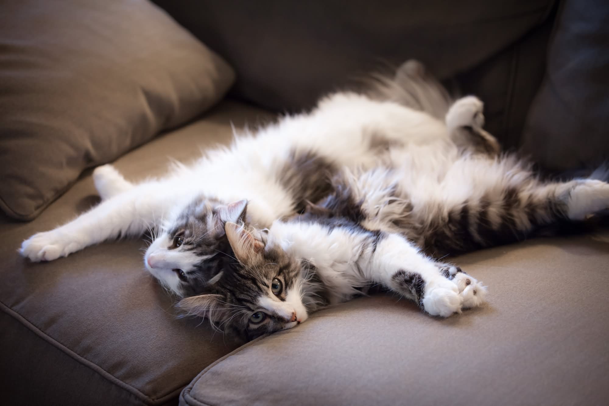 Norwegian Forest Cat Kittens Laying On Sofa