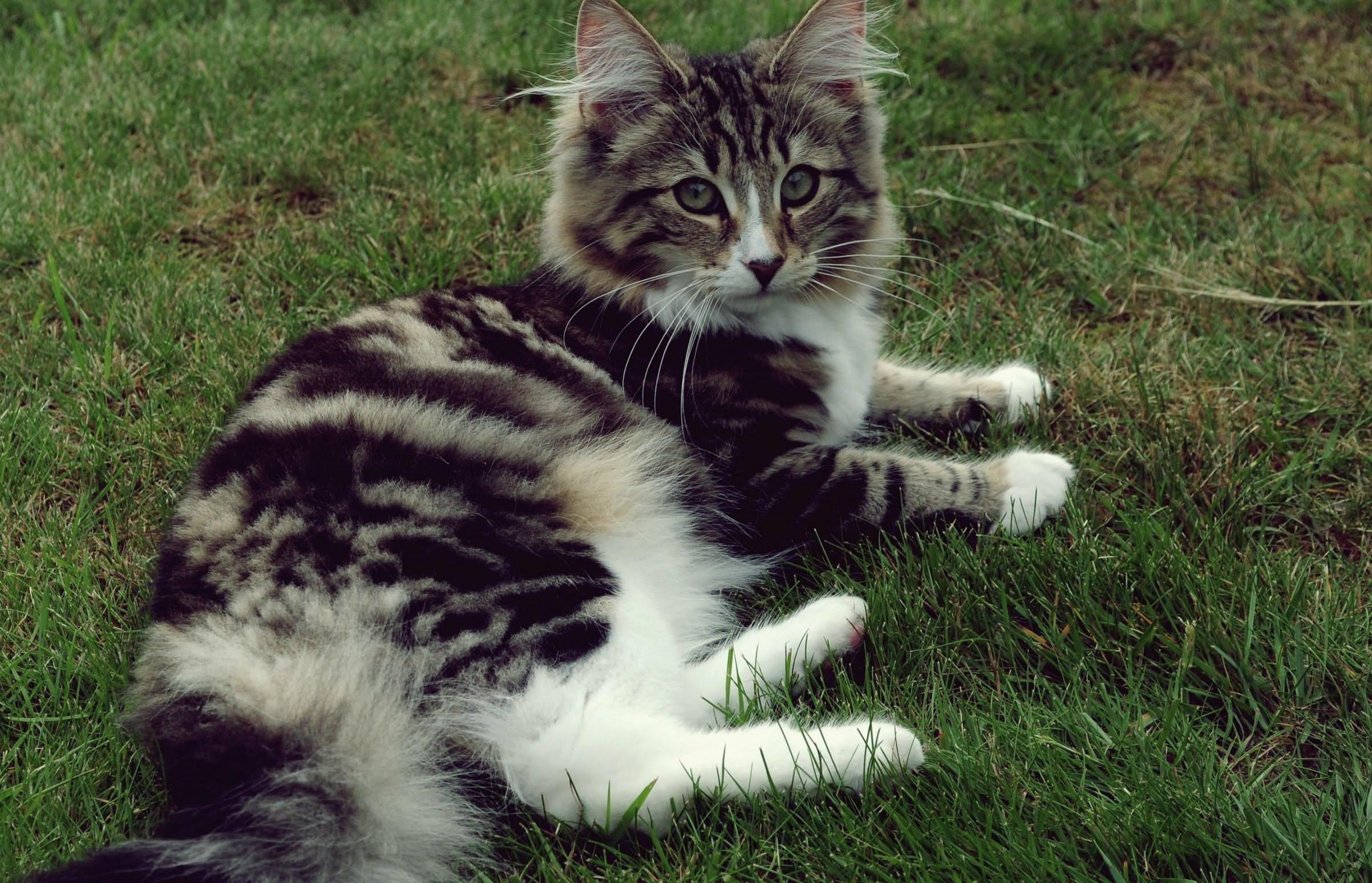 Norwegian Forest Cat Laying On Grass