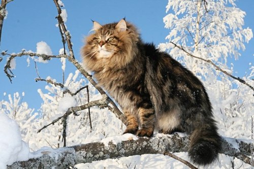 Norwegian Forest Cat Sitting On Tree