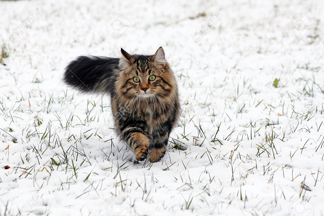 Norwegian Forest Cat Walking In Snow Picture