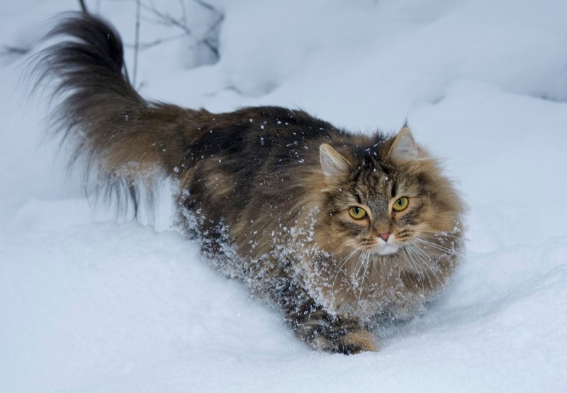 Norwegian Forest Cat Walking In Snow