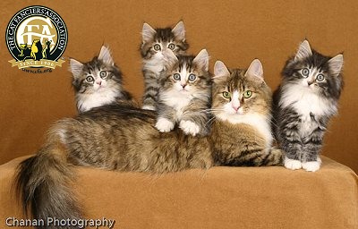 Norwegian Forest Cat With Kittens