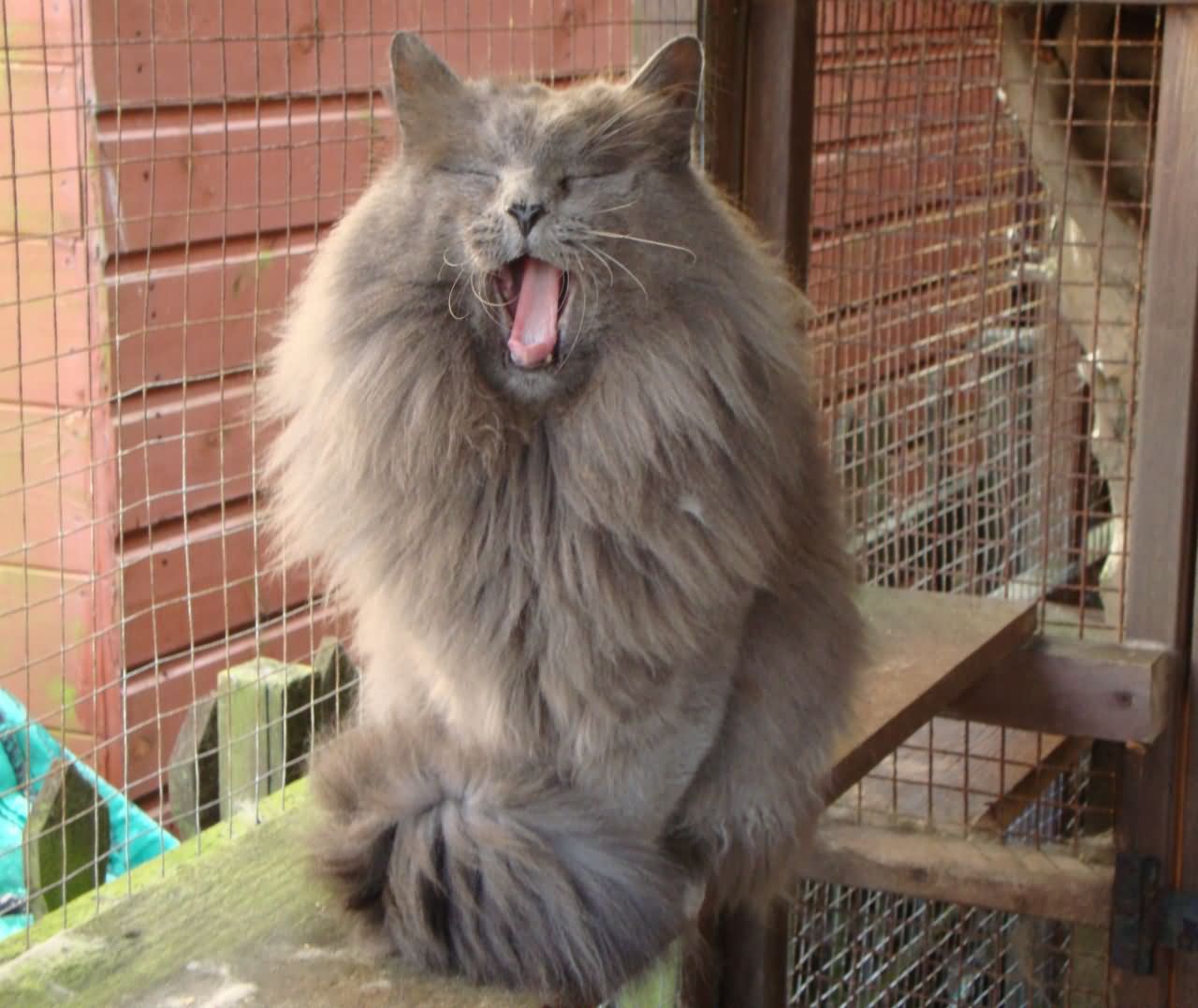 Norwegian Forest Cat Yawning