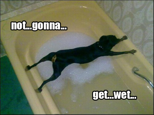 Not Gonna Get Wet Funny Dog Picture