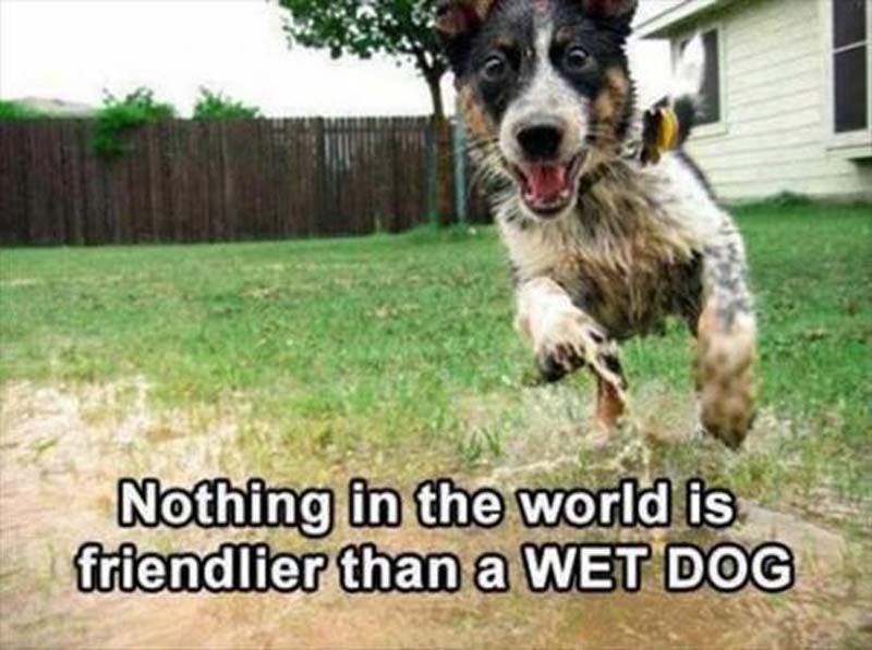 Nothing In The World Is Friendlier Than A Wet Dog Funny Image