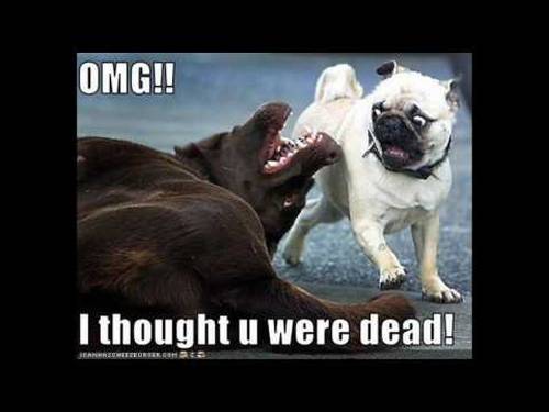 OMG I Thought U Were Dead Funny Animal Comments