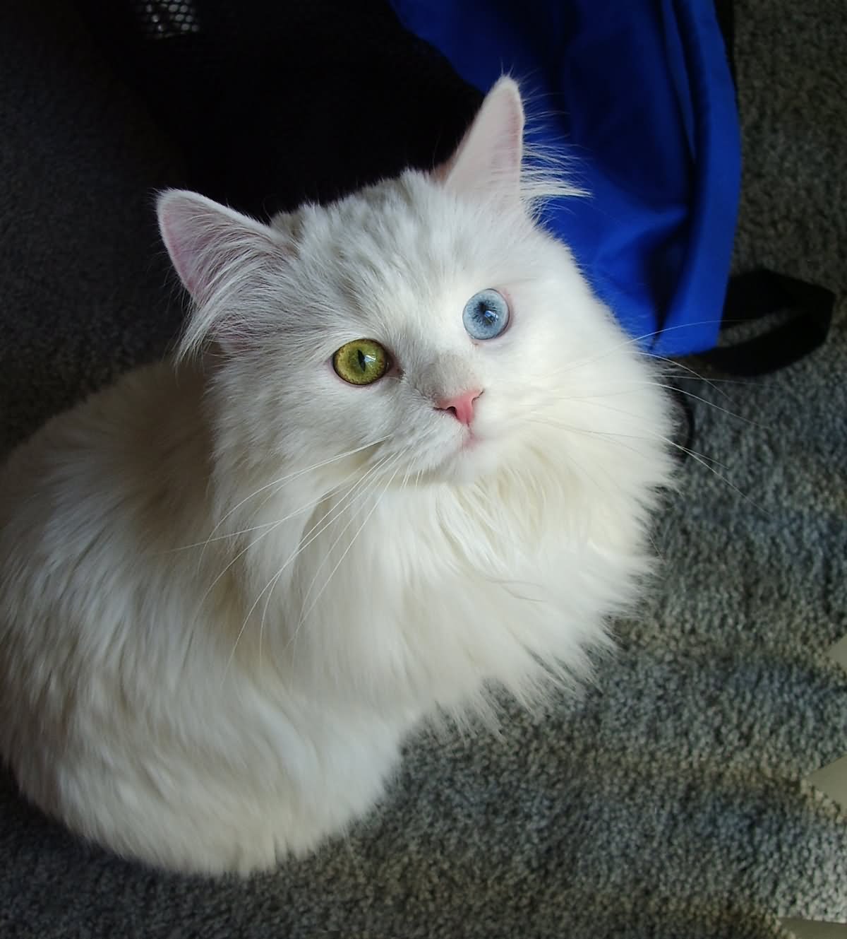Odd Eyes White Siberian Cat Looking Up