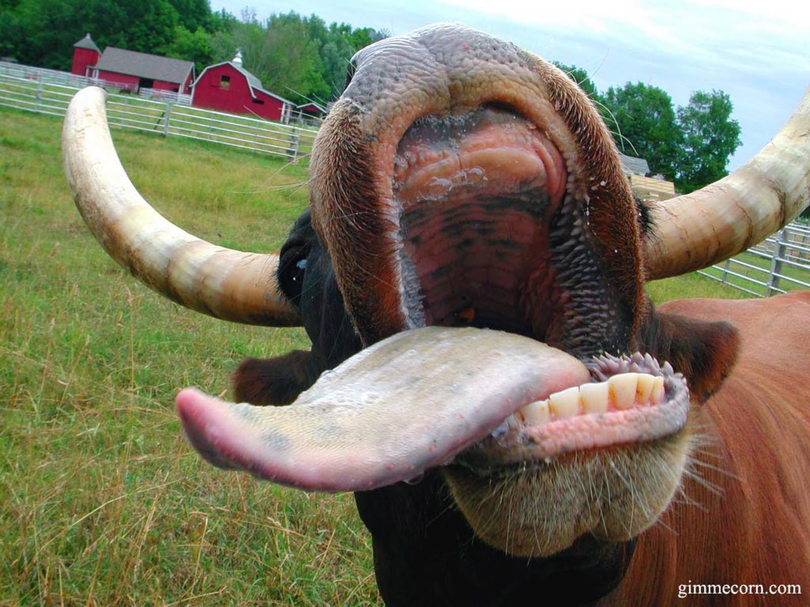 Open Mouth Cow Laughing Funny Tongue