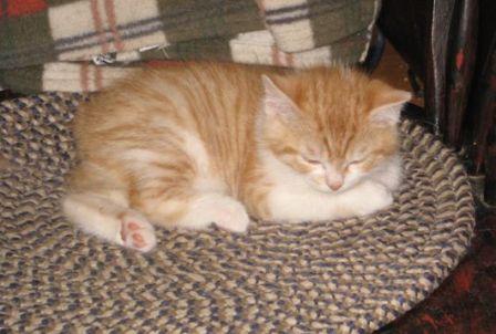 Orange And White Manx Kitten Sleeping