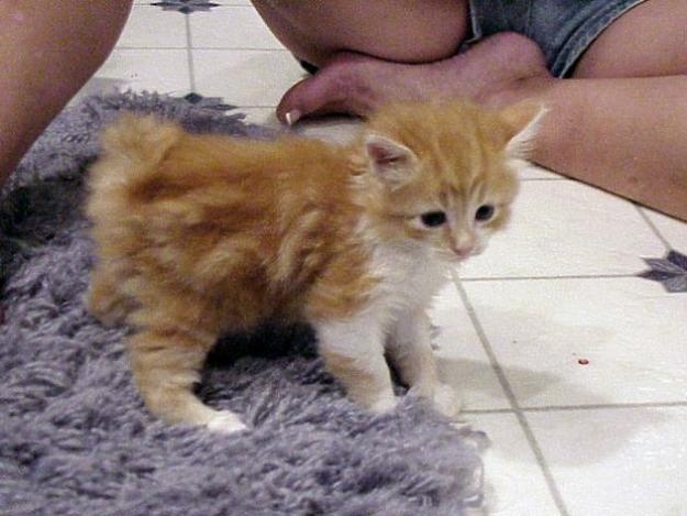 Orange And White Manx Kitten