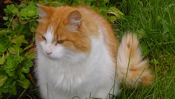 Orange And White Norwegian Forest Cat Sitting In Grass