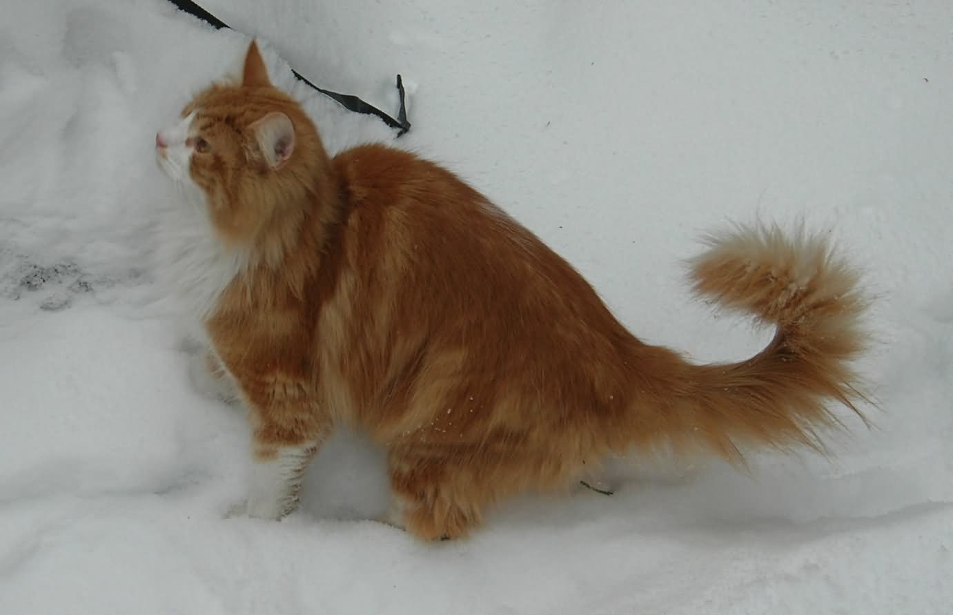 Orange And White Norwegian Forest Cat Walking In Snow