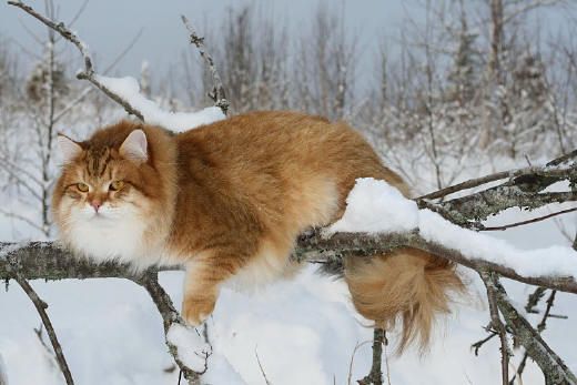 Orange And White Siberian Cat Sitting On Tree