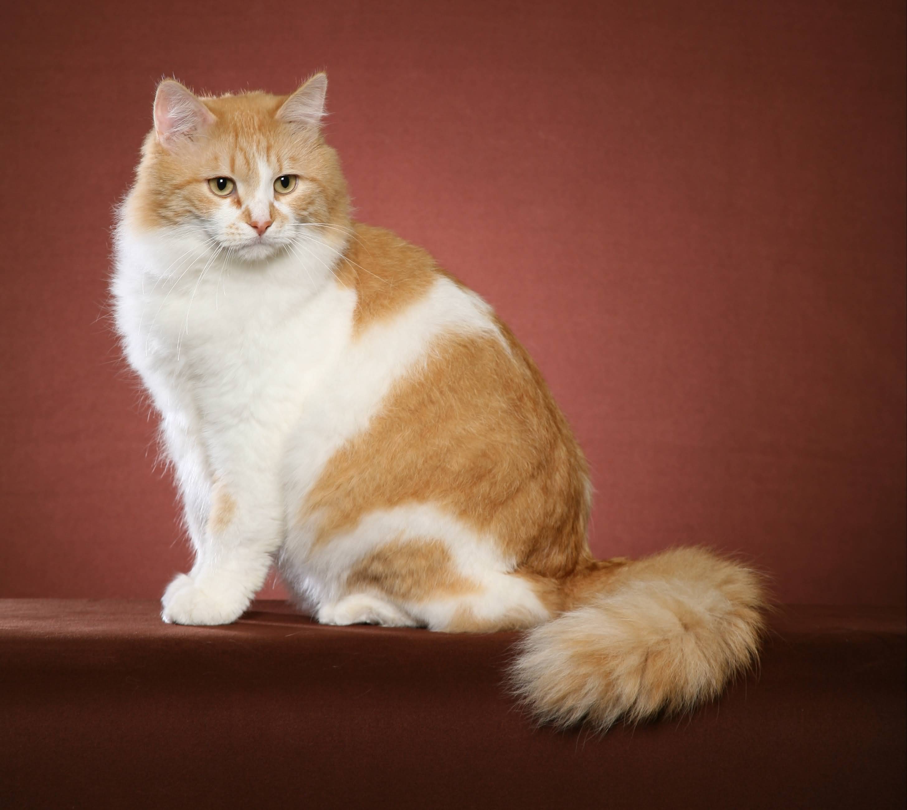 Orange And White Siberian Cat