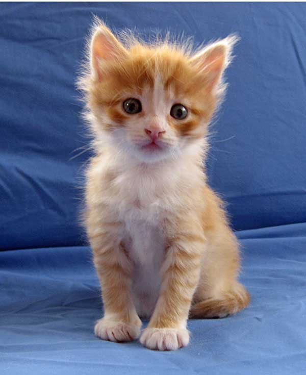 Orange And White Siberian Kitten