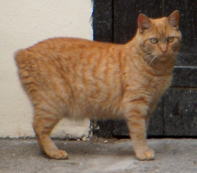 Orange Full Grown Manx Cat