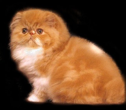 Orange Himalayan Cat