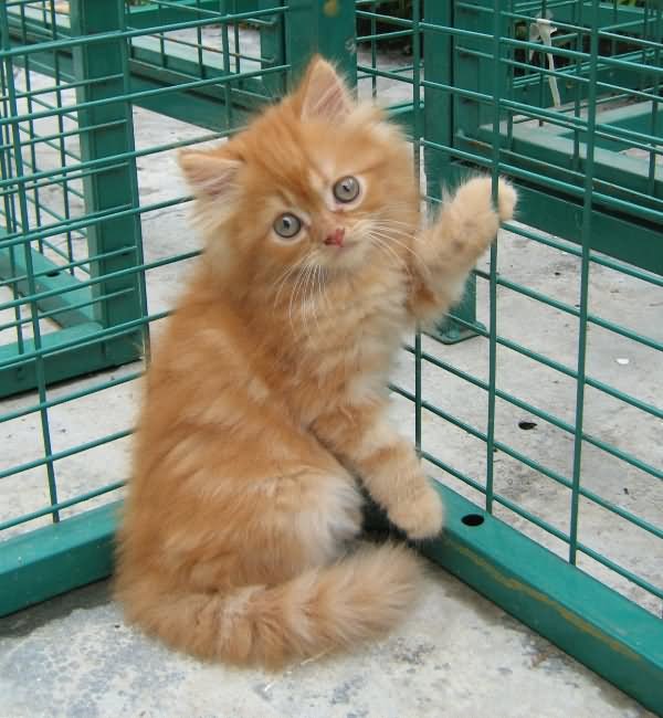 Orange Himalayan Kitten In Cage