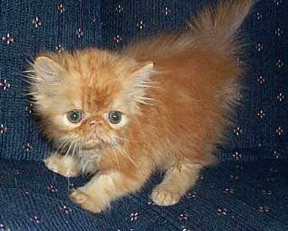 Orange Himalayan Kitten Photo