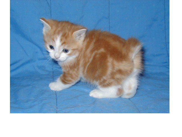 Orange Manx Kitten