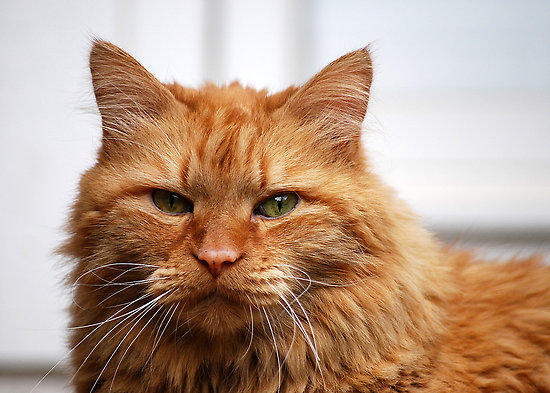 Orange Norwegian Forest Cat Face