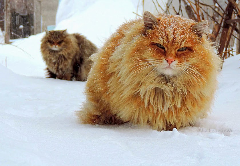 Orange Norwegian Forest Cat In Snow