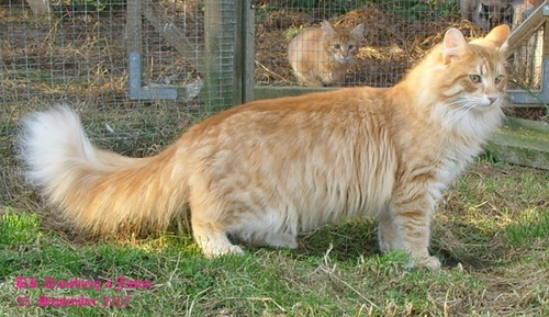 Orange Norwegian Forest Cat Photo