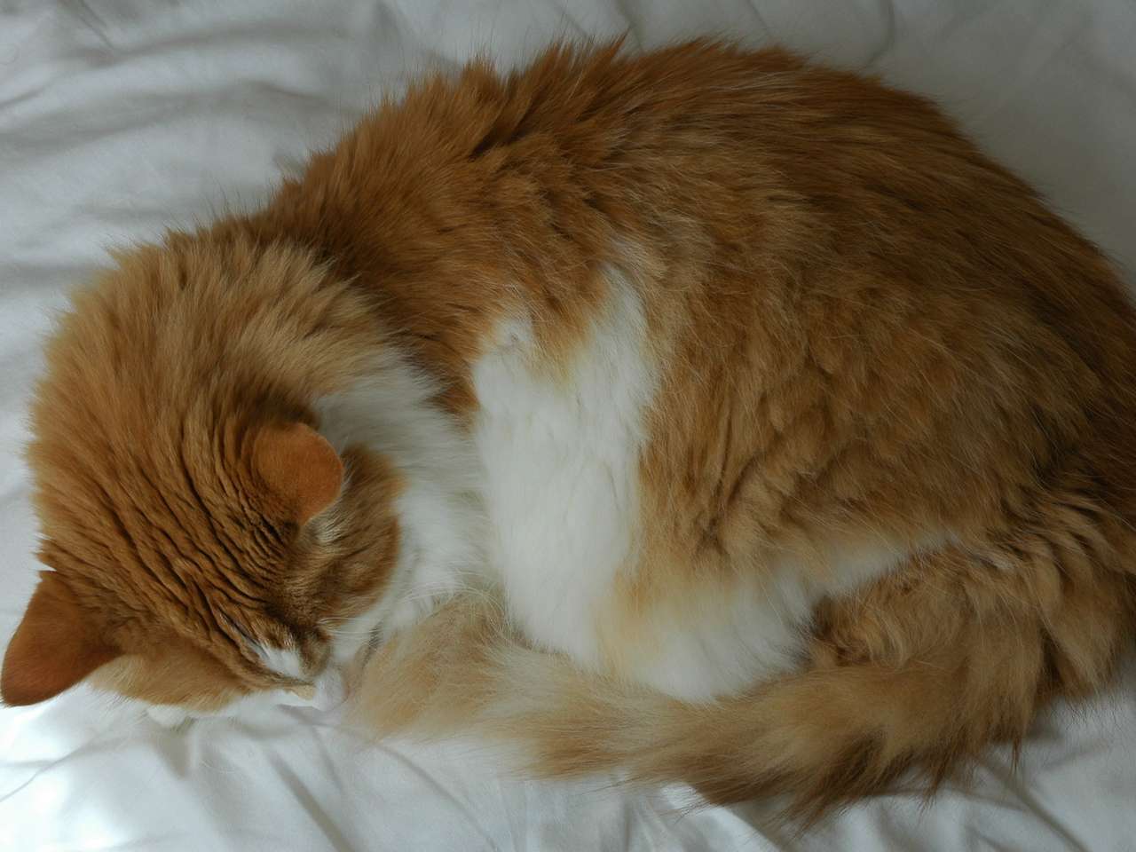 Orange Norwegian Forest Cat Sleeping