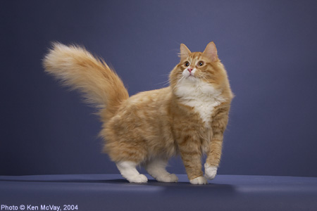 Orange Norwegian Forest Cat With Long Tail
