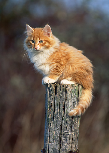 Orange Norwegian Forest Kitten Sitting On Pole