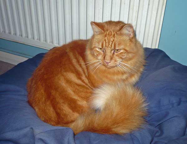 Orange Siberian Cat Sitting Photo