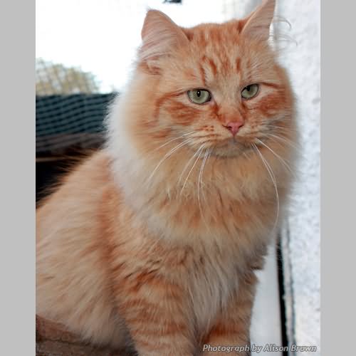 Orange Siberian Cat