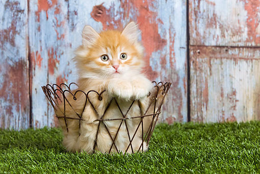 Orange Siberian Kitten Sitting In Wire Basket On Grass
