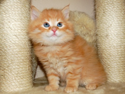 Orange Siberian Kitten