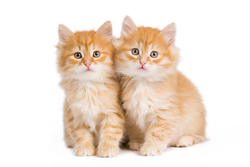 Orange Siberian Kittens Picture