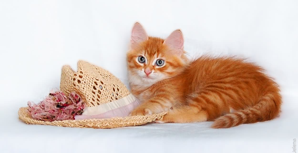 Orange Tabby Siberian Kitten With Hat