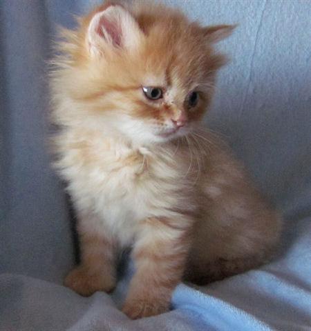 Orange Tabby Siberian Kitten