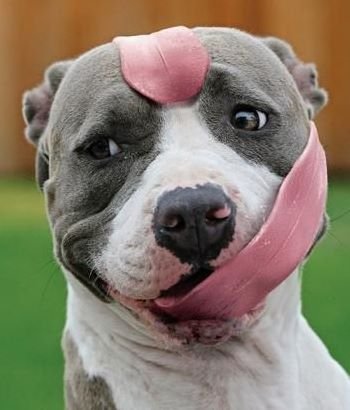 [Image: Pitbull-Dog-Funny-Tongue-Image.jpg]