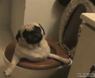 Pug Dog Stuck In Toilet Funny Gif
