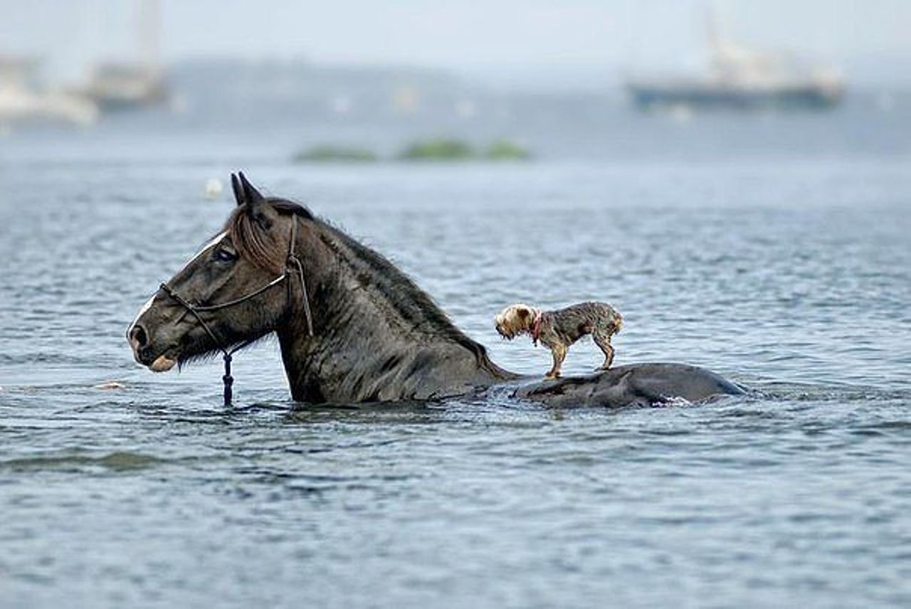 Puppy On Horse Funny Surfing Image