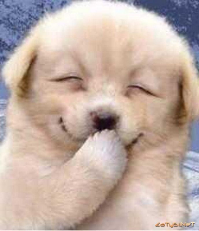 Puppy Smiling Funny Picture