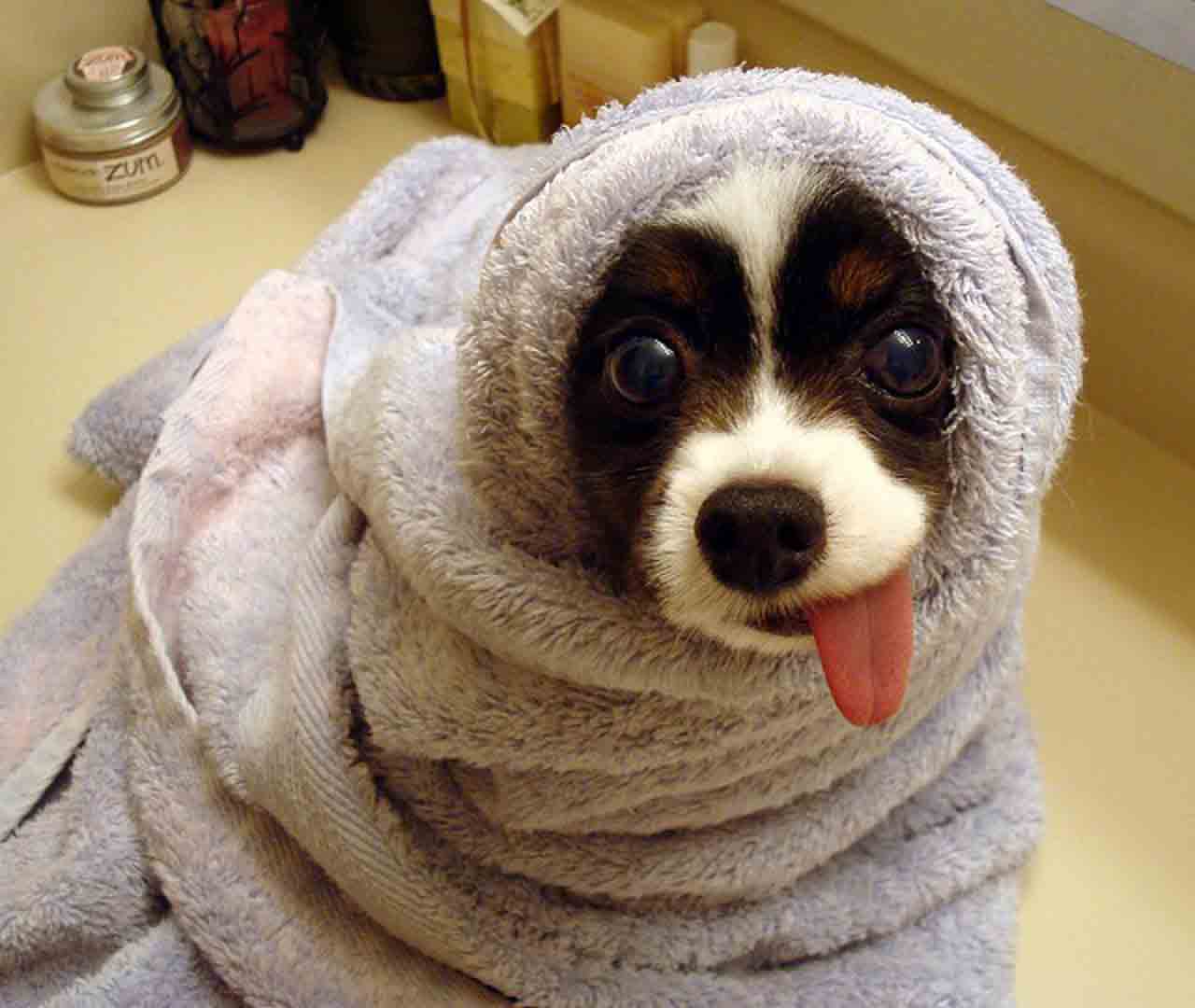 Puppy Wrapped In Towel Showing Tongue Funny Picture